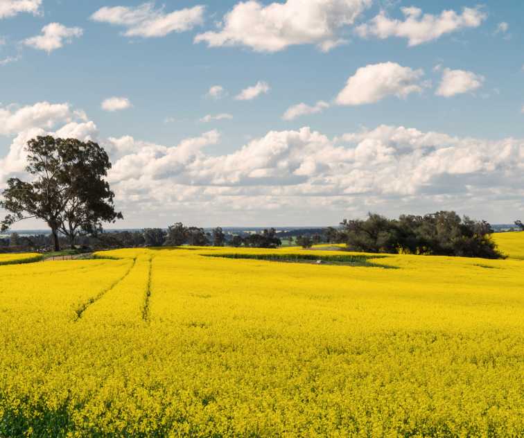 A beautiful field in Benalla